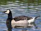 Barnacle Goose (WWT Slimbridge July 2012) - pic by Nigel Key